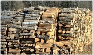 Stolen Timber
