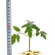 measuring-business-growth